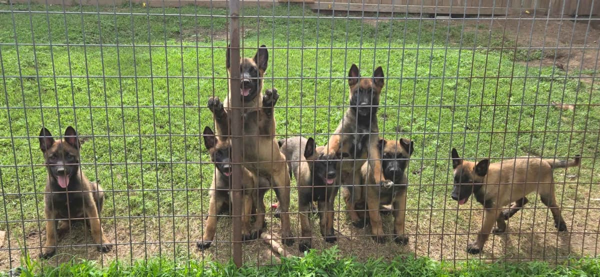 Belgian Malinois Puppies breeder image 14