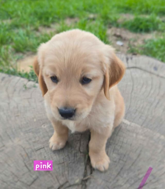 Golden Retriever Puppies media 3