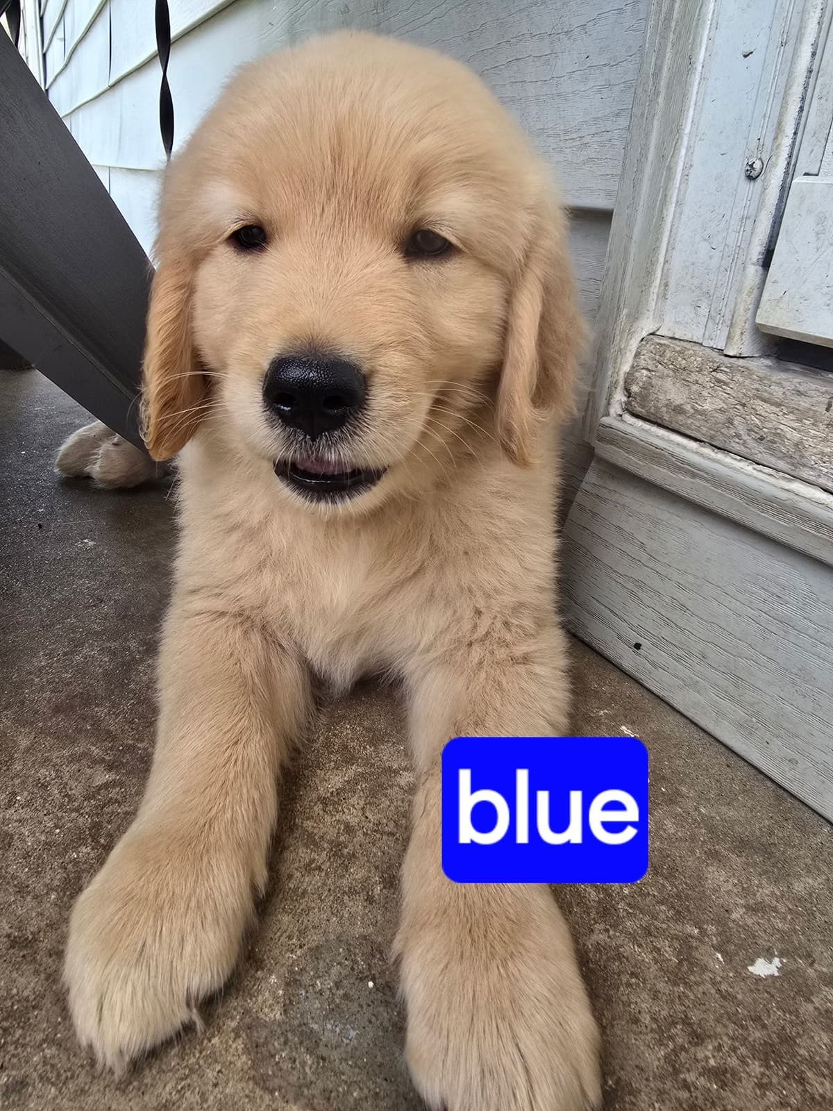 Golden Retriever Puppies breeder image 3