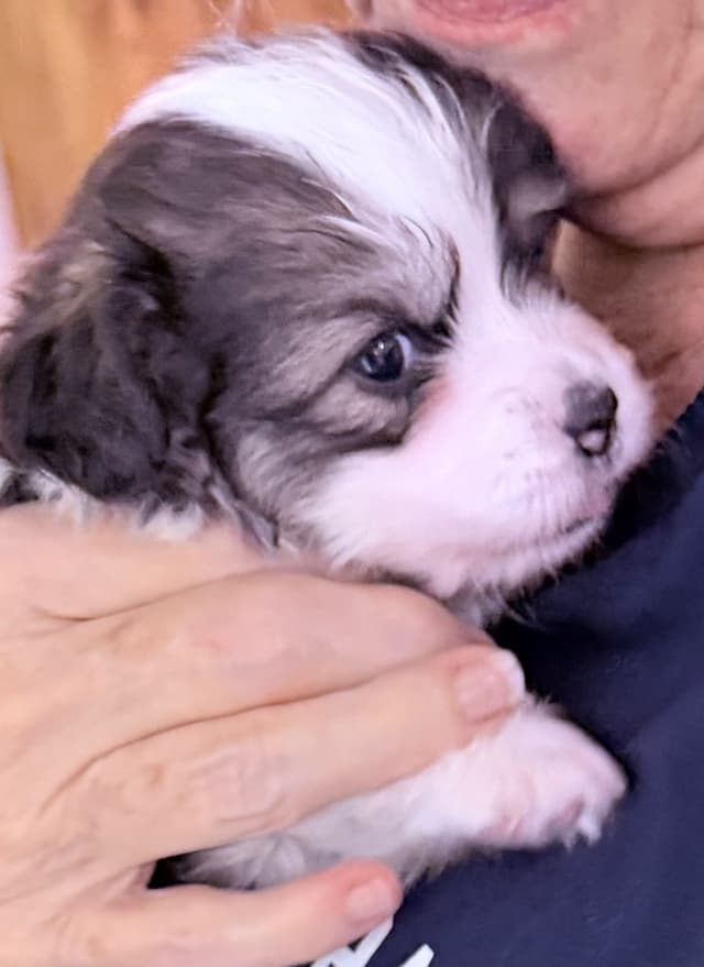 Pembroke Welsh Corgi Puppies media 2