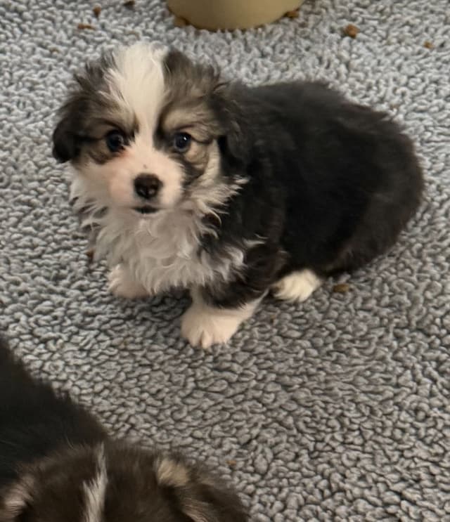 Pembroke Welsh Corgi Puppies media 3