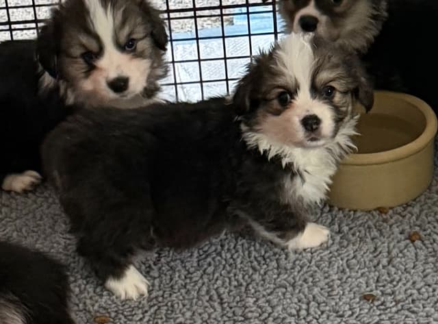 Pembroke Welsh Corgi Puppies media 4