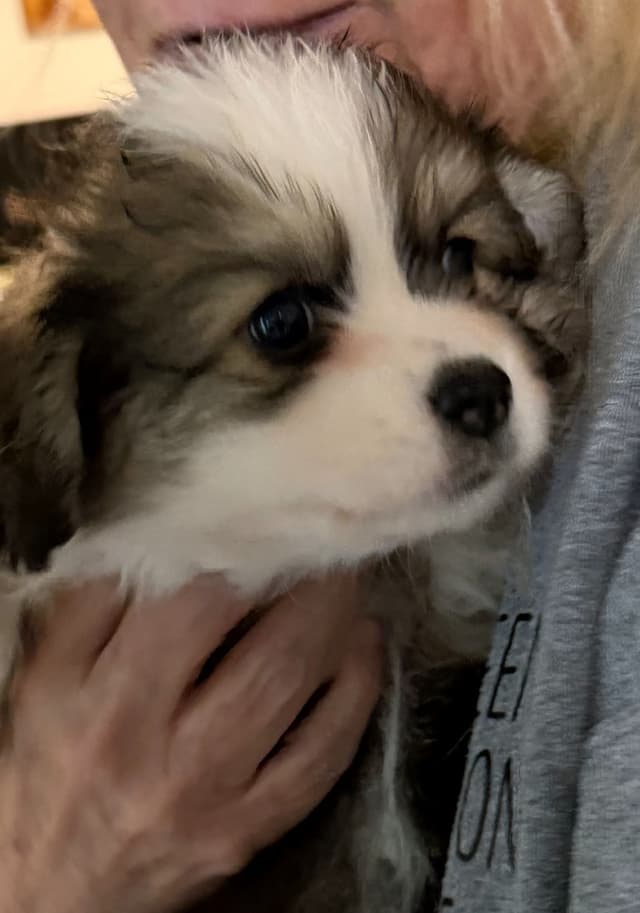 Pembroke Welsh Corgi Puppies media 5