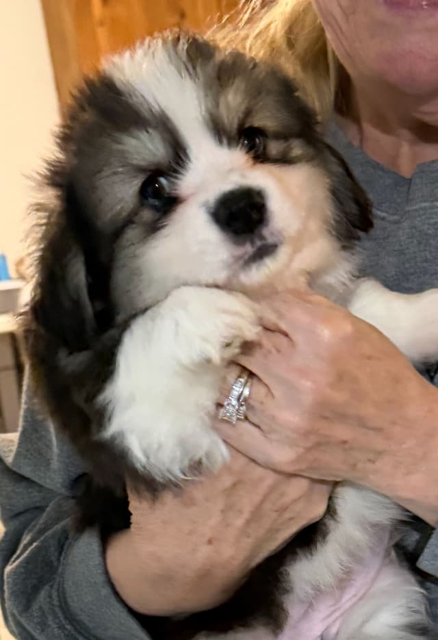 Pembroke Welsh Corgi Puppies media 6