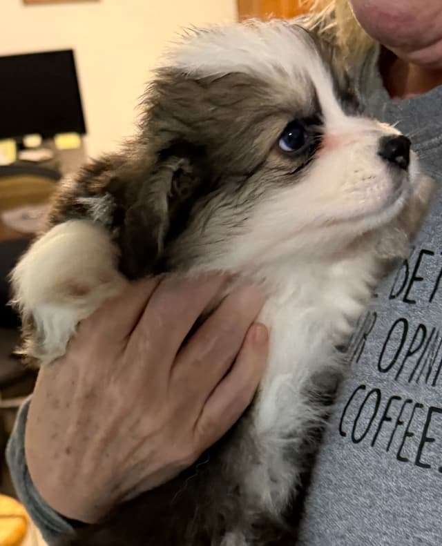Pembroke Welsh Corgi Puppies media 7