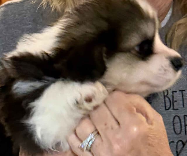 Pembroke Welsh Corgi Puppies media 8