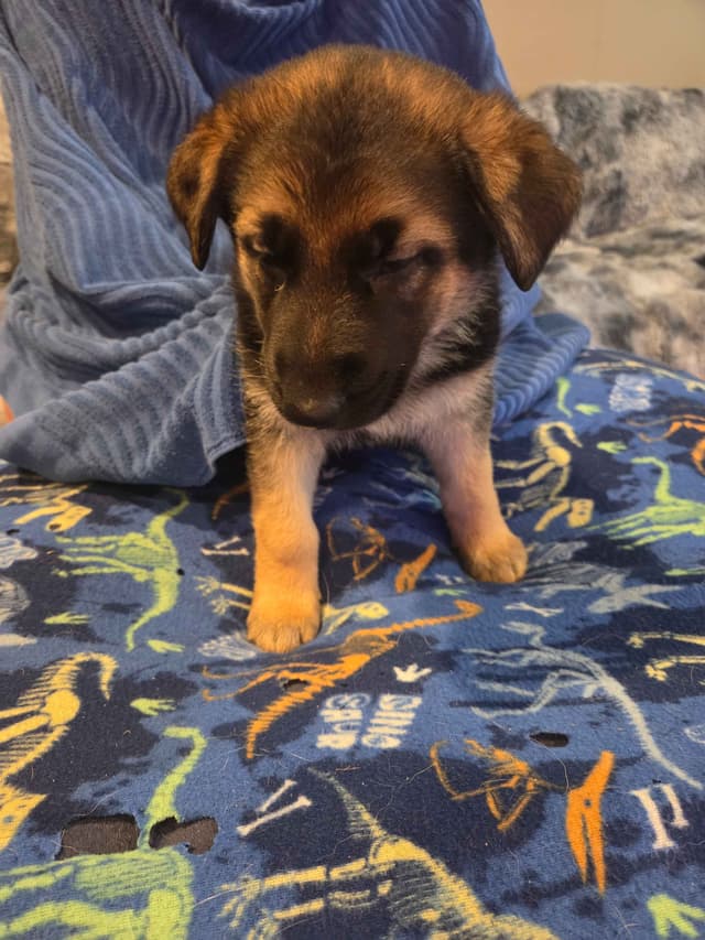 German Shepherd Dog Puppies media 2
