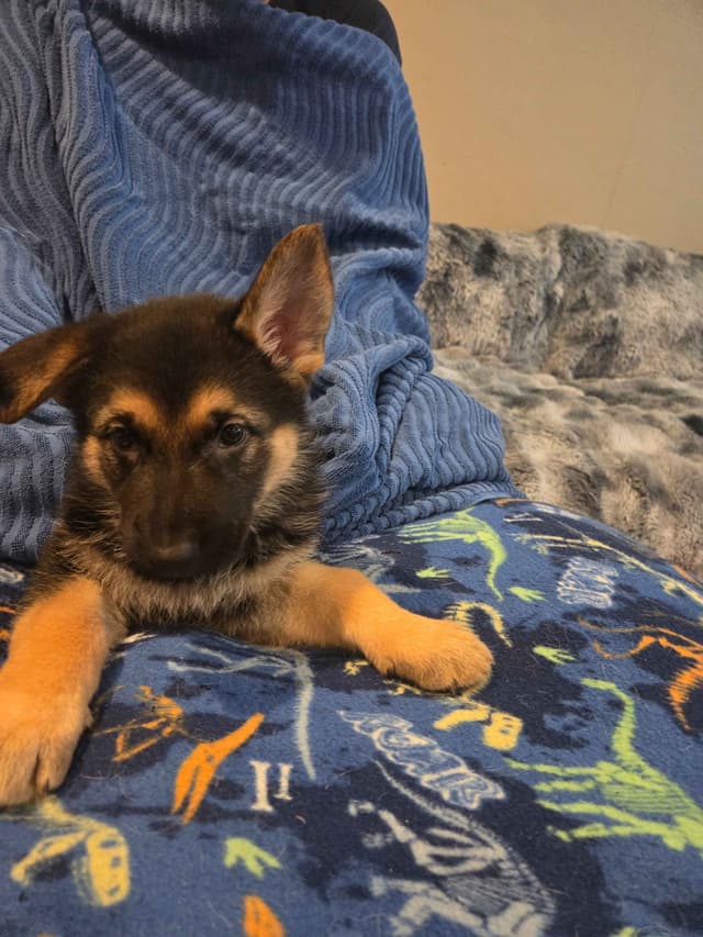 German Shepherd Dog Puppies media 3