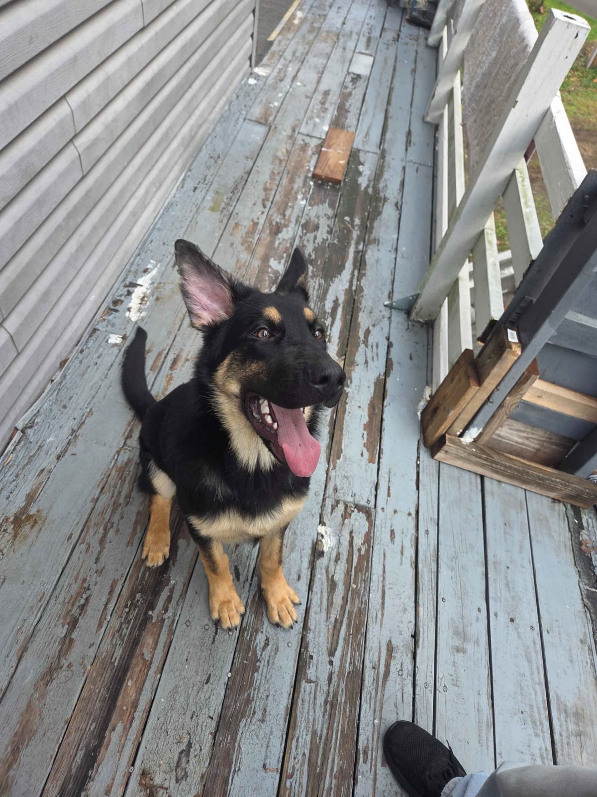 German Shepherd Dog Puppies breeder image 2