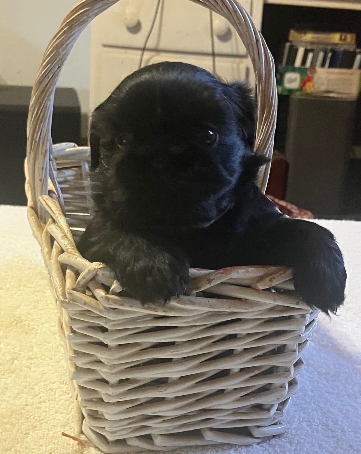 Shih Tzu Puppies breeder image 1