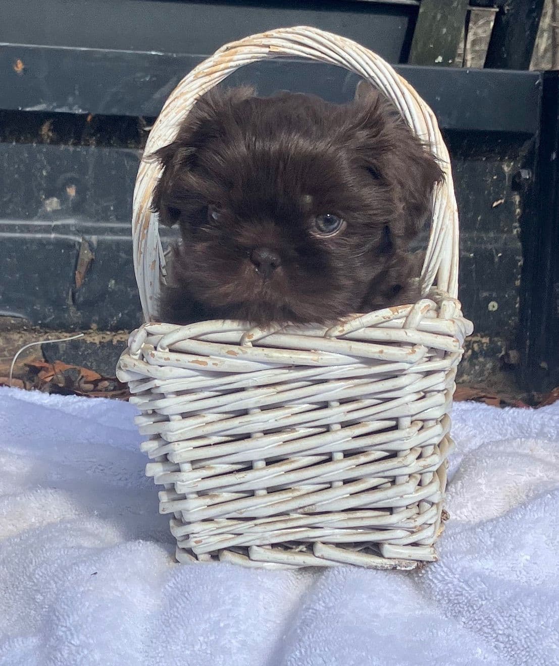 Shih Tzu Puppies breeder image 2