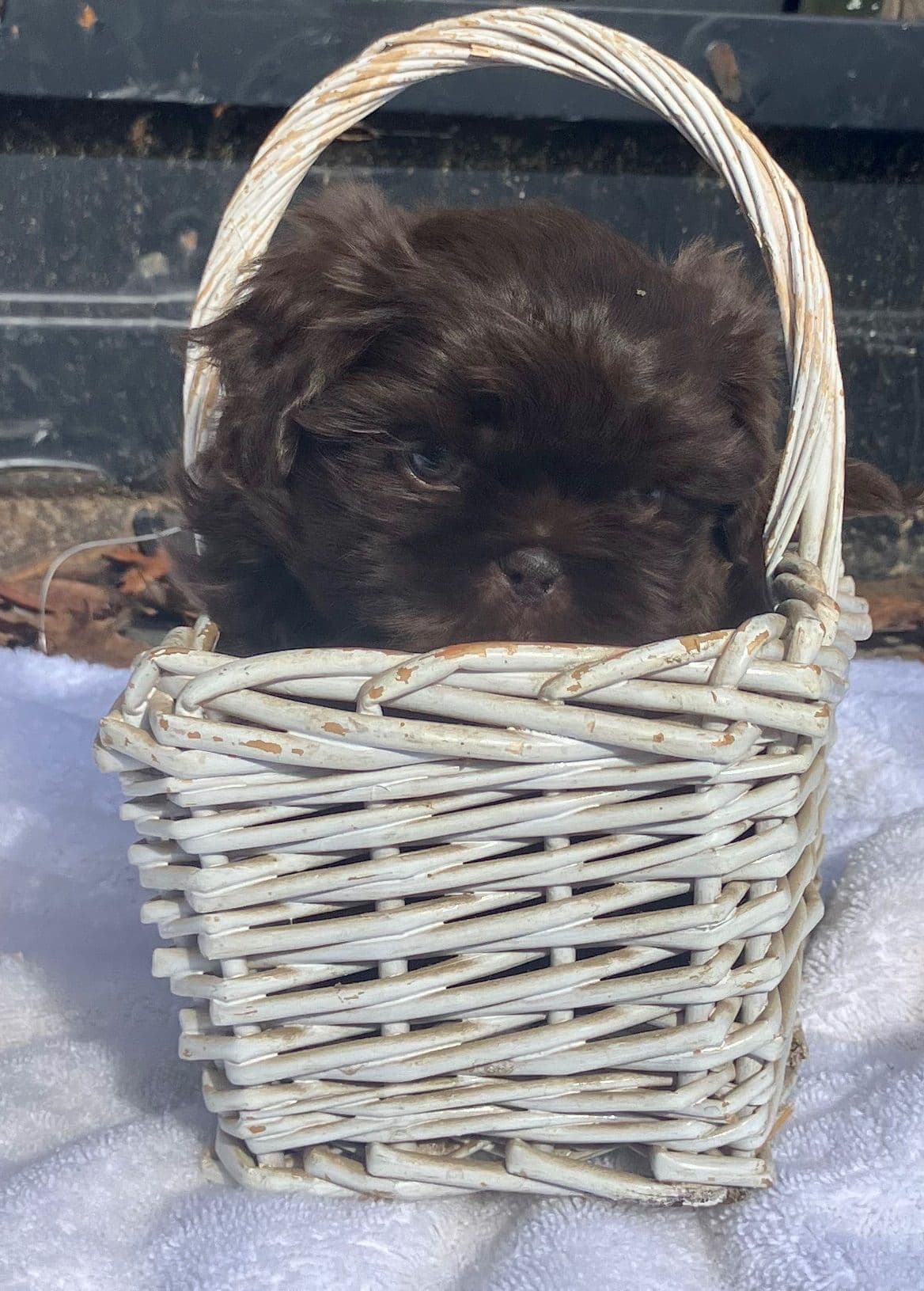 Shih Tzu Puppies breeder image 4