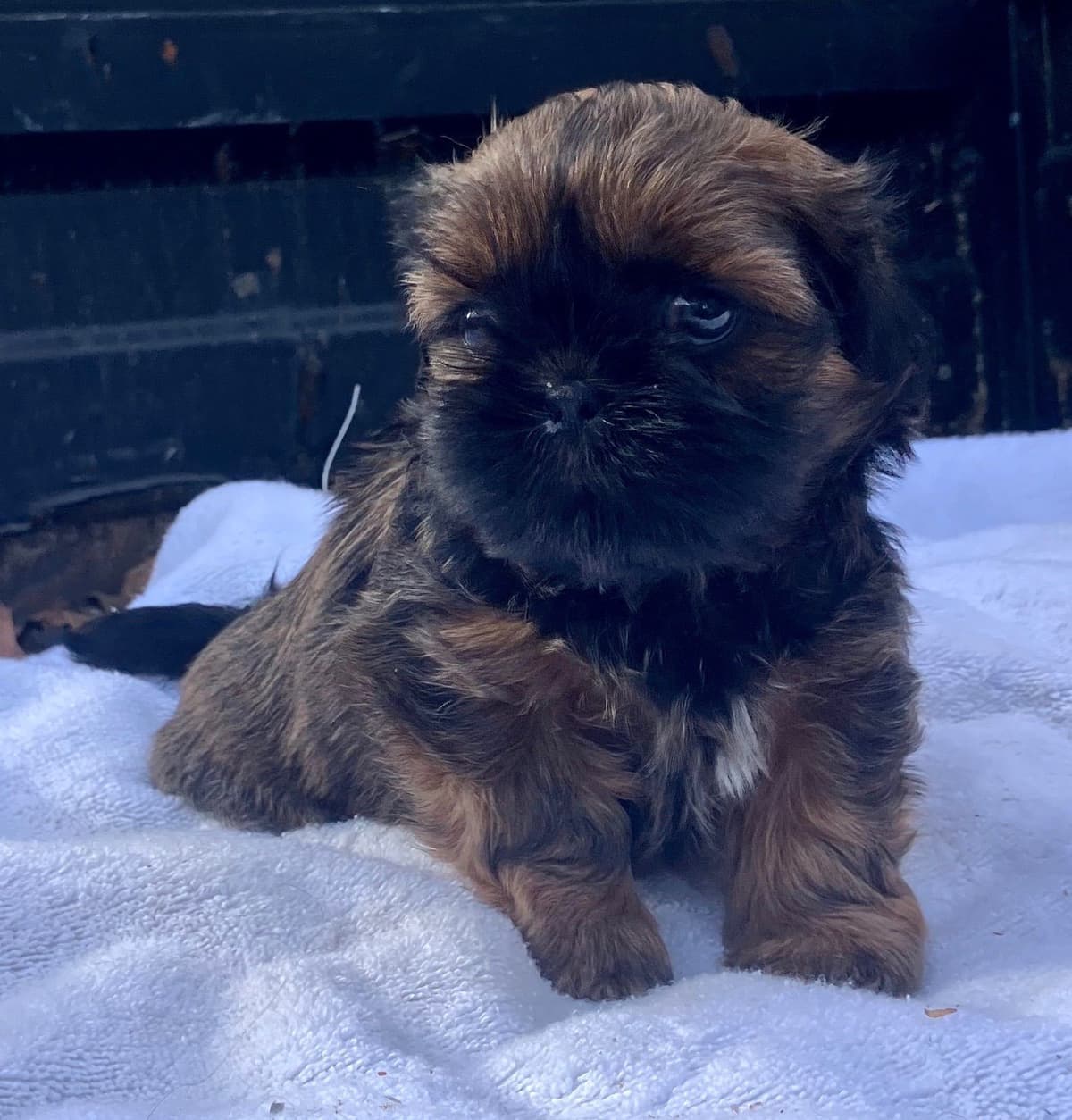 Shih Tzu Puppies breeder image 5