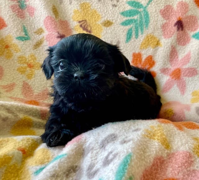 Shih Tzu puppies media 4