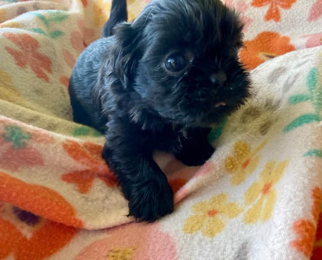 Shih Tzu puppies media 6