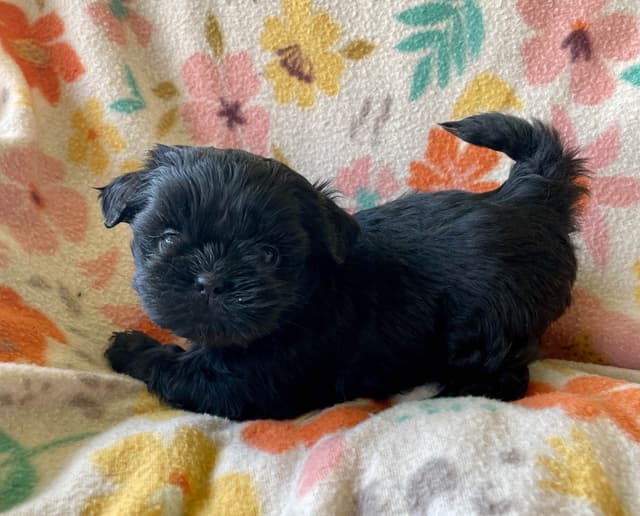 Shih Tzu puppies media 8