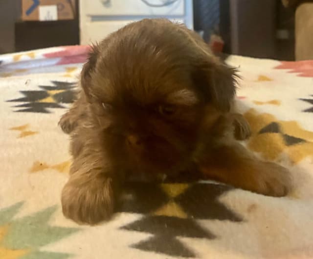 Shih Tzu Puppies media 3