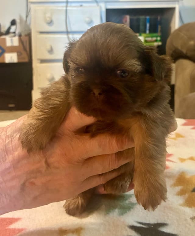 Shih Tzu Puppies media 4