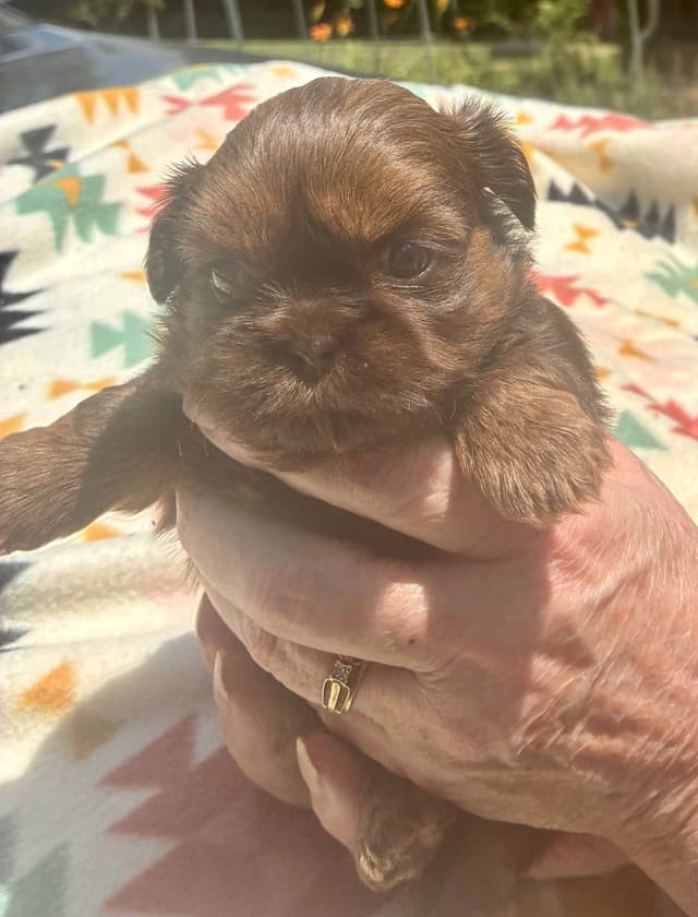 Shih Tzu Puppies media 6