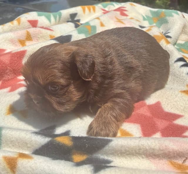 Shih Tzu Puppies media 2