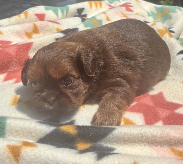 Shih Tzu Puppies media 5