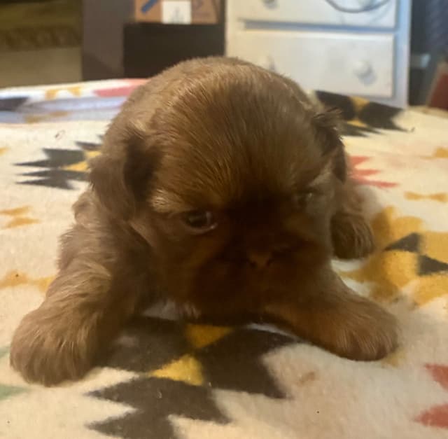 Shih Tzu Puppies media 7