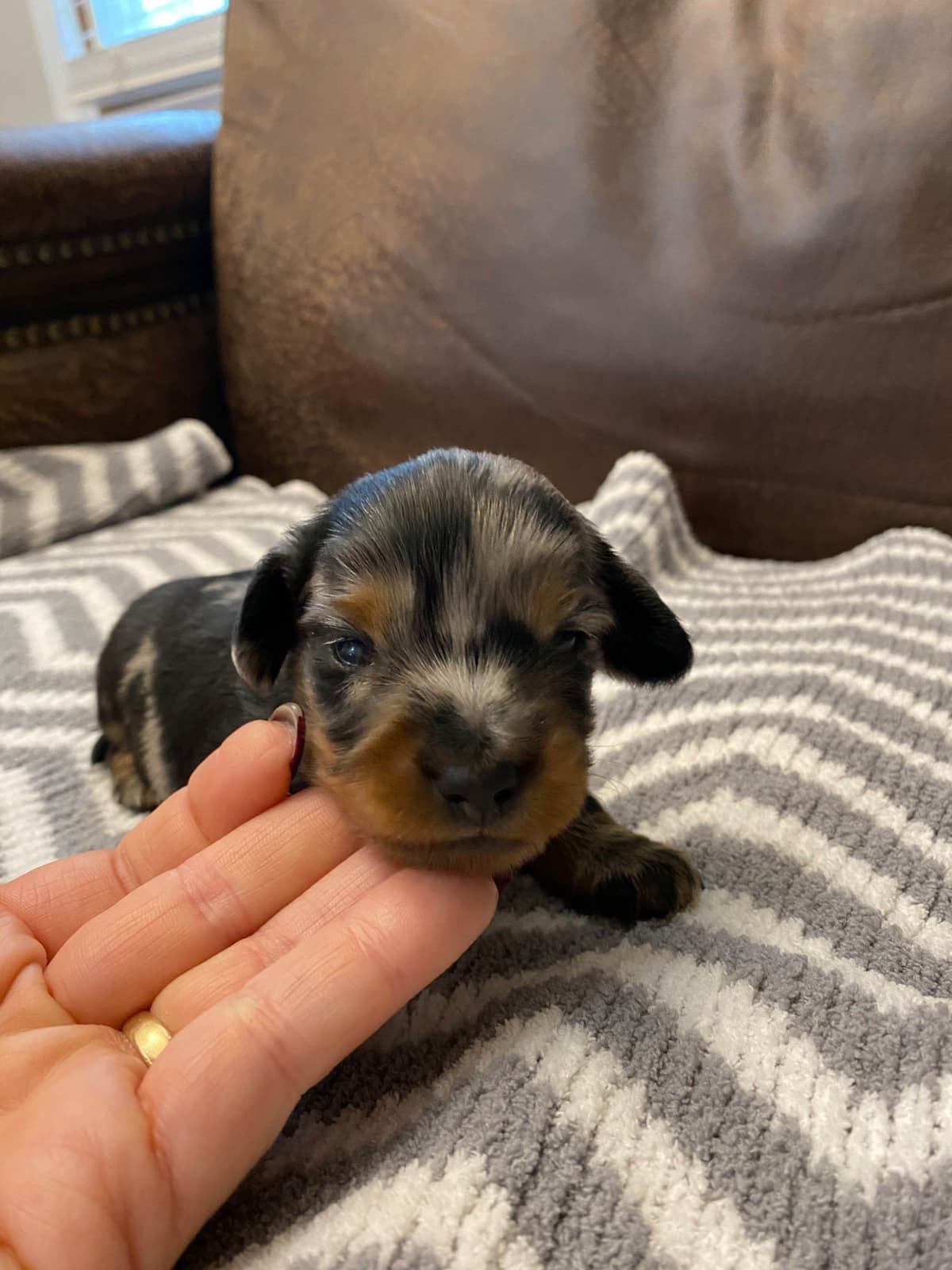 AKC Dachshund Puppies breeder image 1