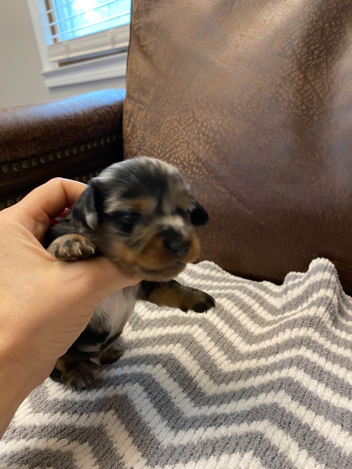 AKC Dachshund Puppies breeder image 3