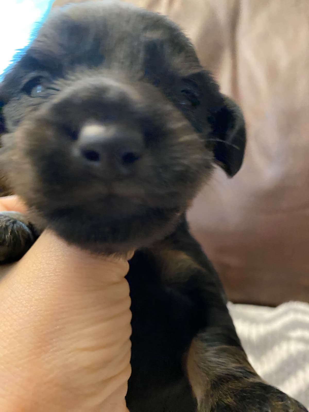 AKC Dachshund Puppies breeder image 4