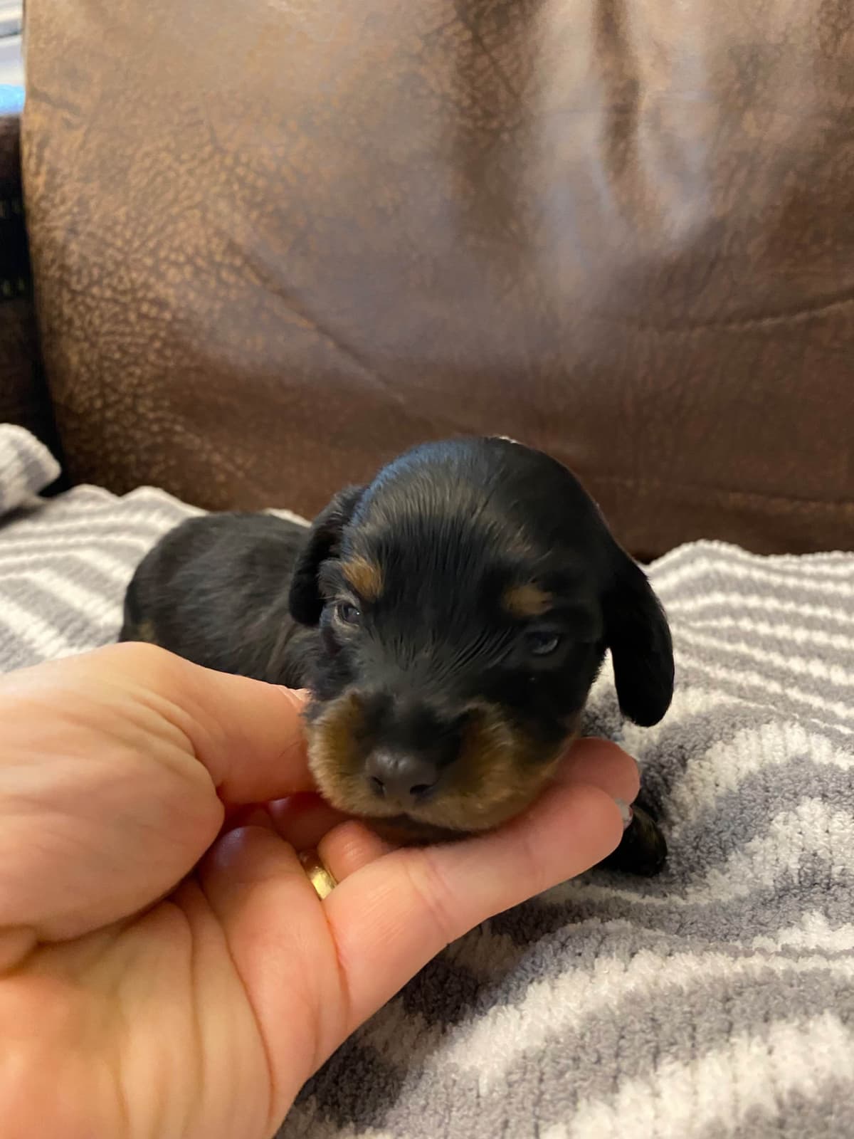 AKC Dachshund Puppies breeder image 6