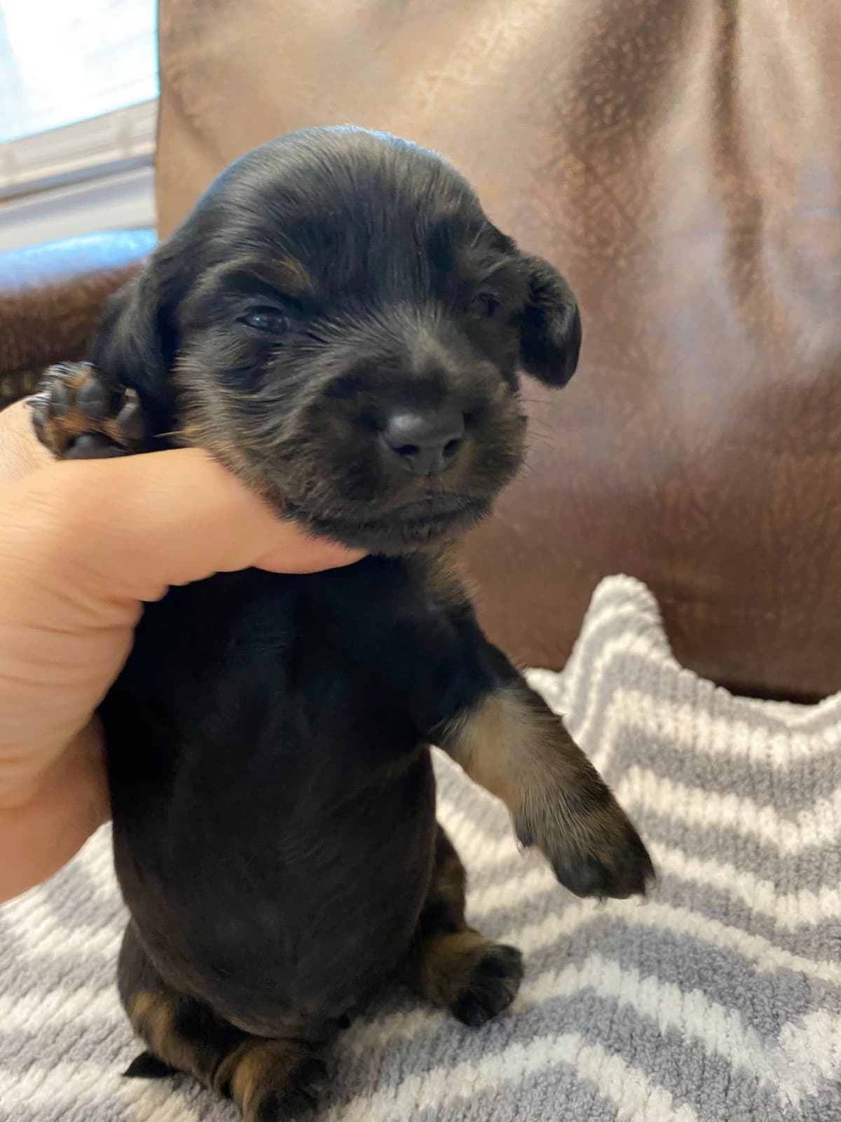 AKC Dachshund Puppies breeder image 8