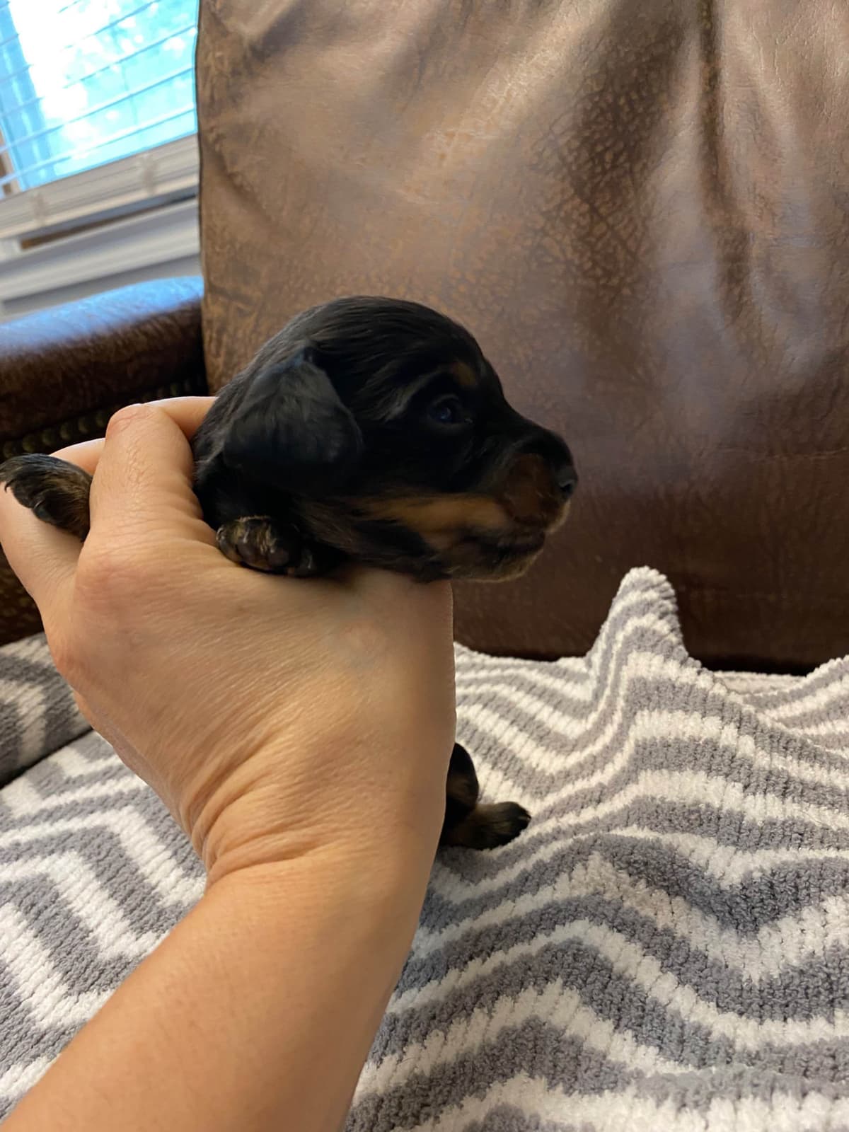 AKC Dachshund Puppies breeder image 7
