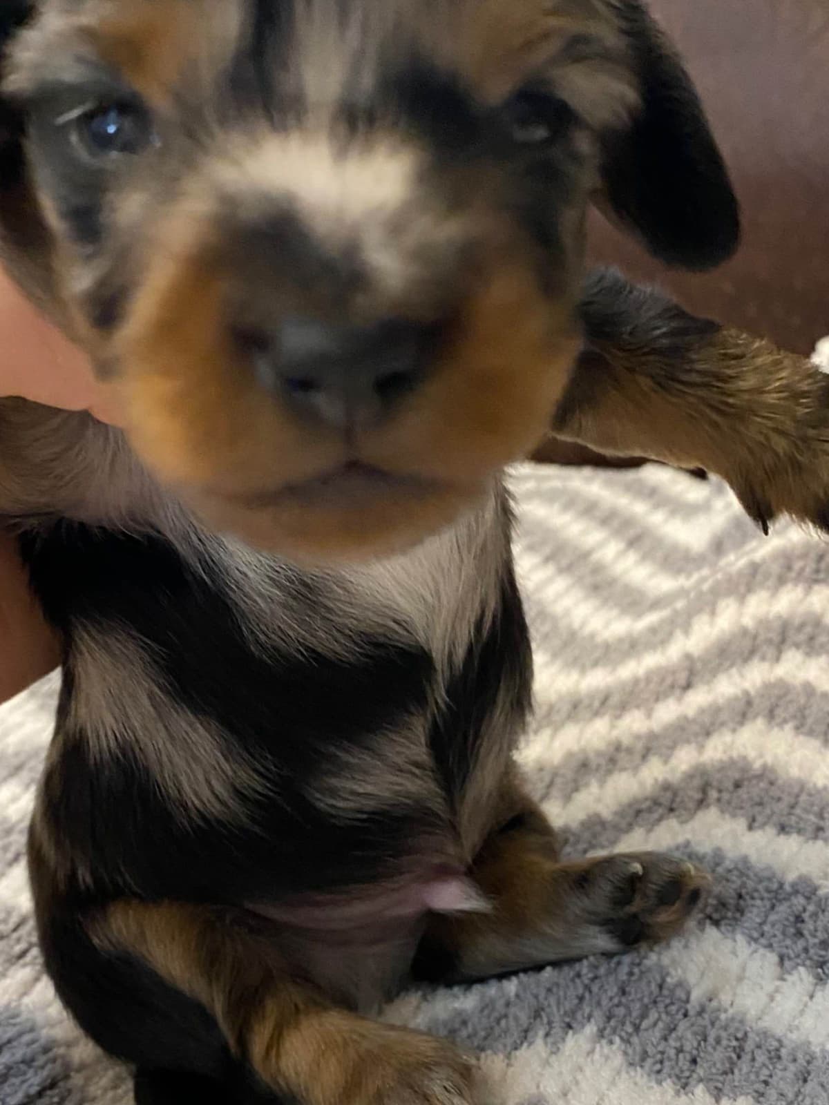 AKC Dachshund Puppies breeder image 11