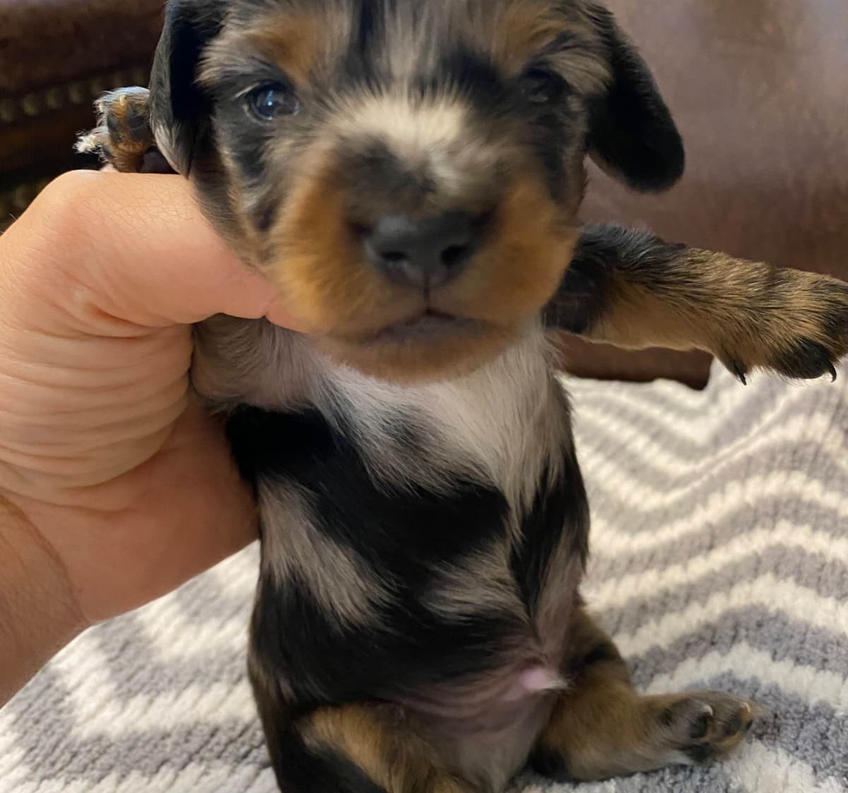 AKC Dachshund Puppies breeder image 12