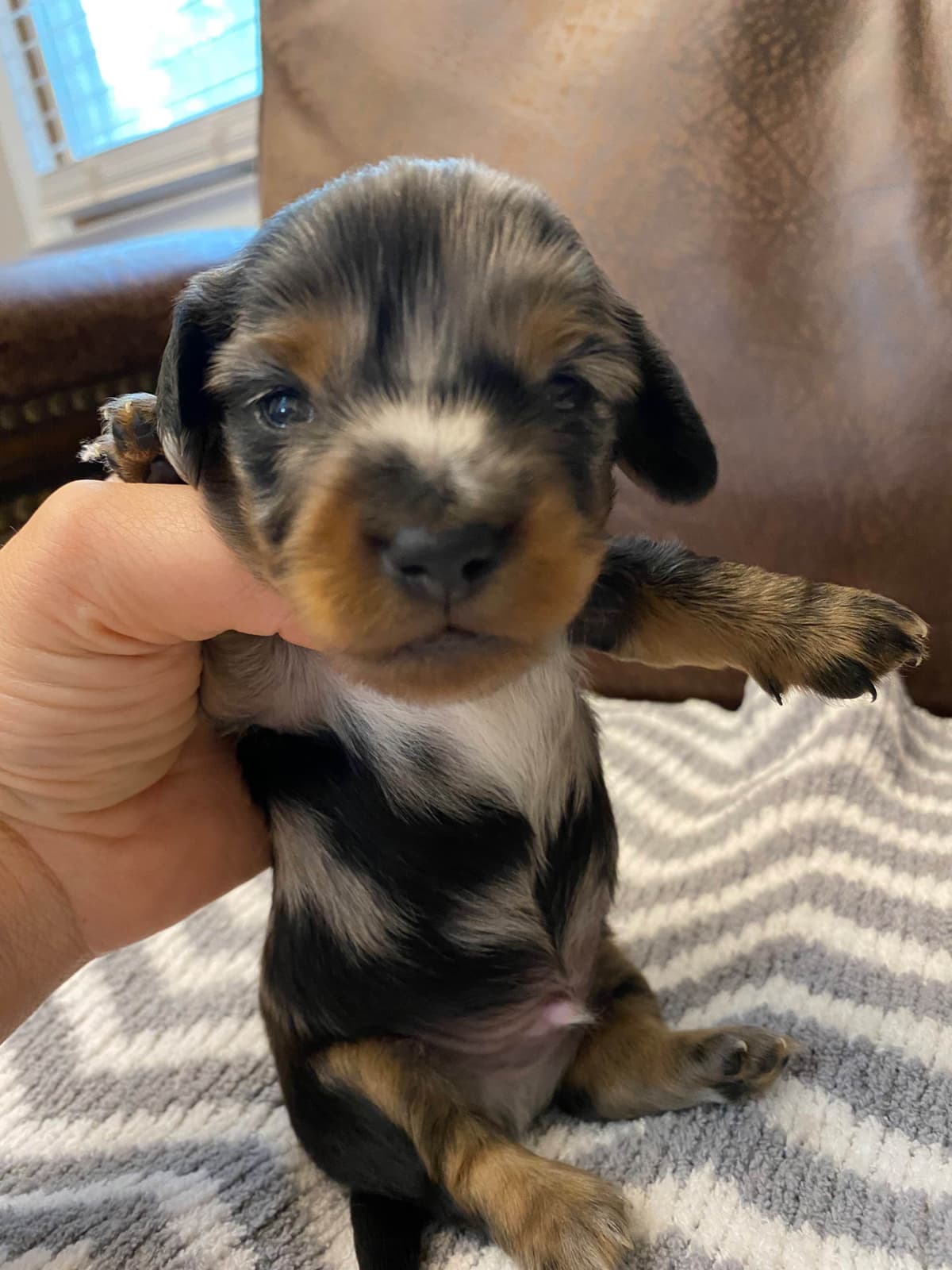 AKC Dachshund Puppies breeder image 14