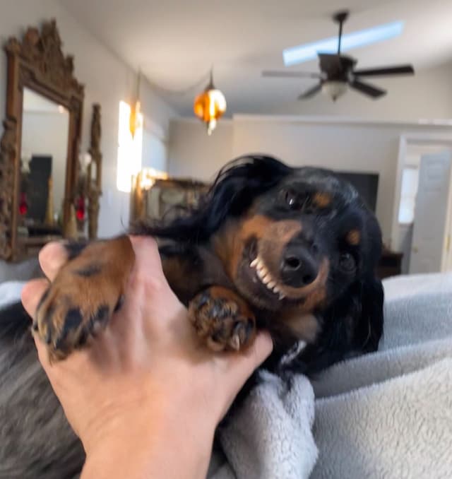 AKC Dachshund Puppies media 2