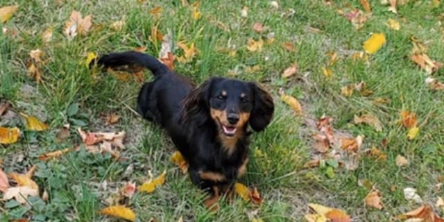 AKC Dachshund Puppies media 3