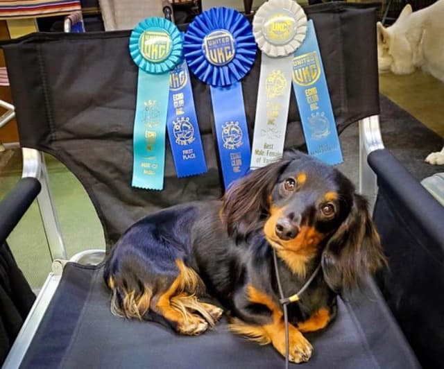 AKC Dachshund Puppies media 4