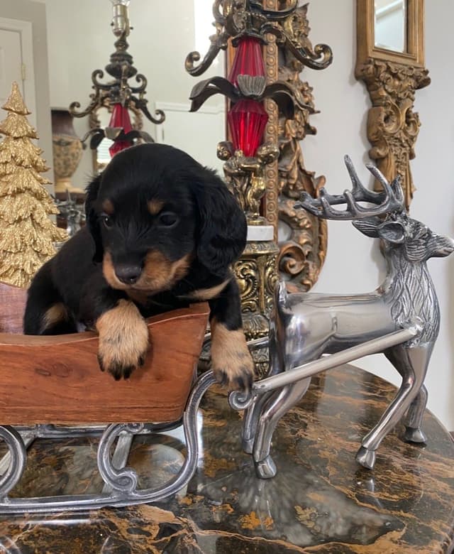 AKC Dachshund Puppies media 5
