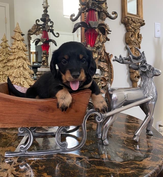 AKC Dachshund Puppies media 6