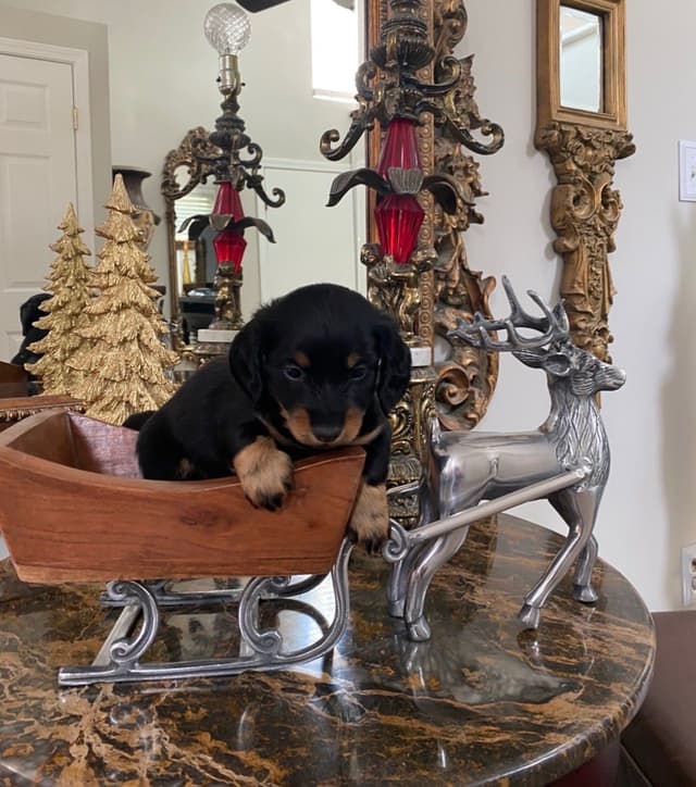 AKC Dachshund Puppies media 7