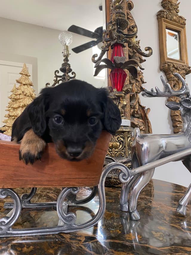 AKC Dachshund Puppies media 8