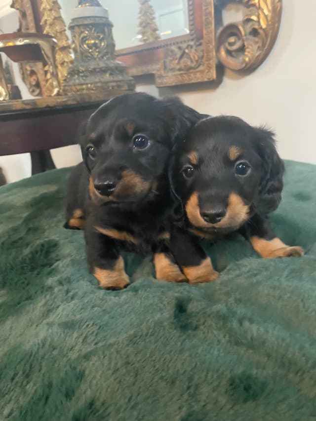 AKC Dachshund Puppies media 9