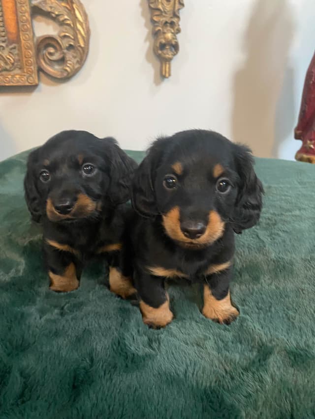 AKC Dachshund Puppies media 11