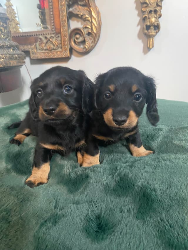 AKC Dachshund Puppies media 12