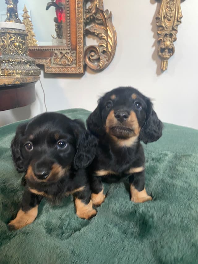 AKC Dachshund Puppies media 13
