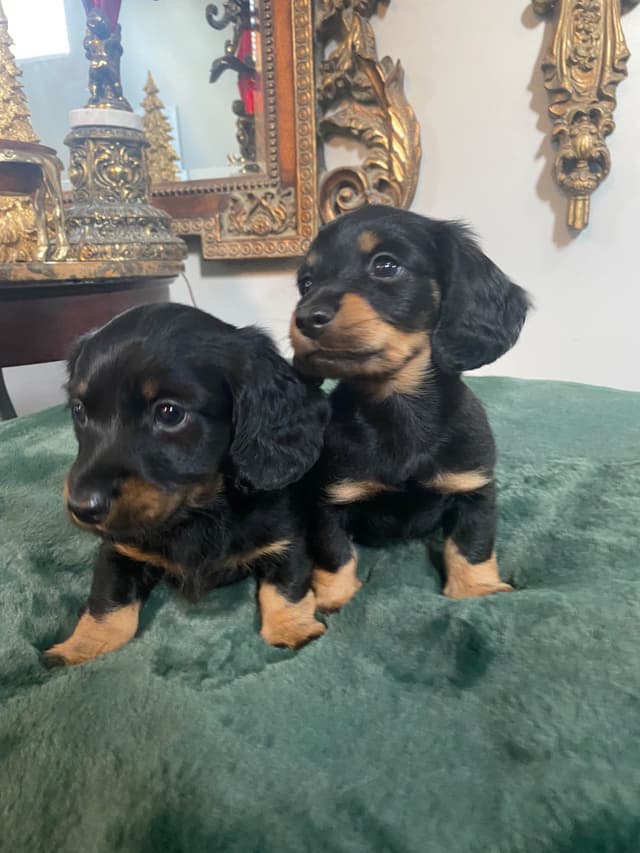 AKC Dachshund Puppies media 14