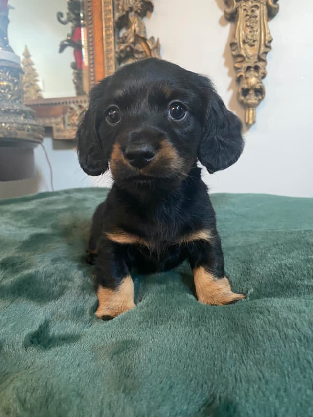 AKC Dachshund Puppies media 15