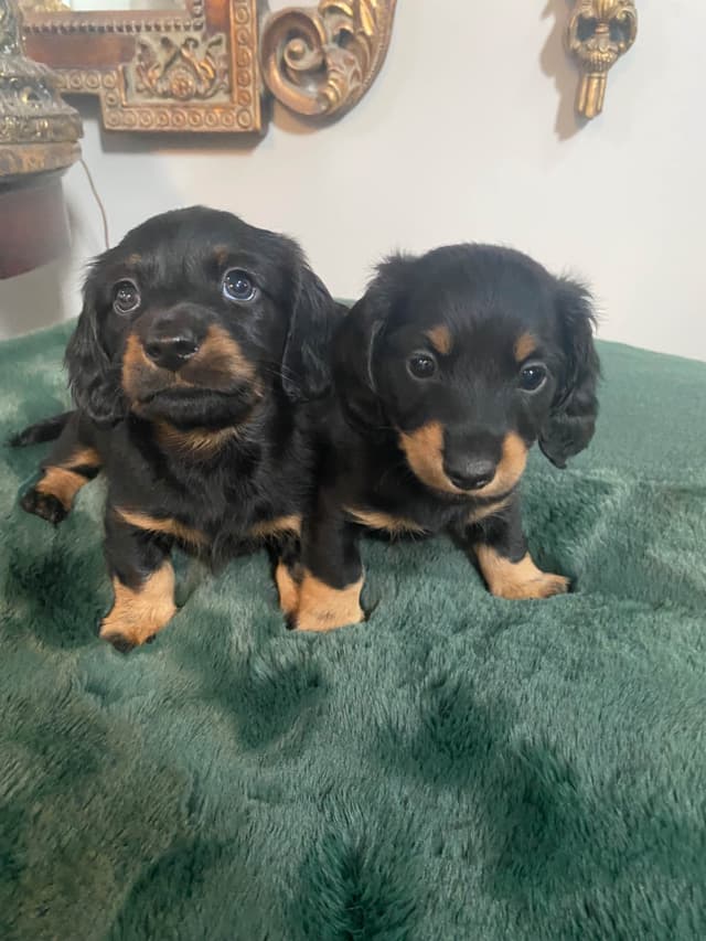 AKC Dachshund Puppies media 16