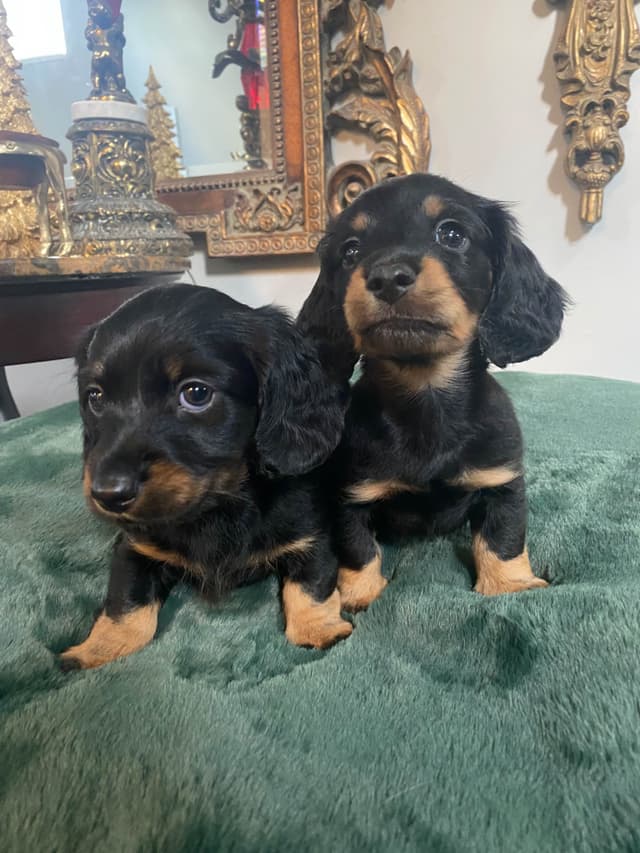 AKC Dachshund Puppies media 17